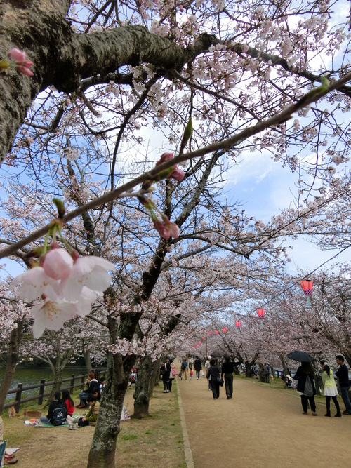 ワタシのこころもぱ～っと桜色
