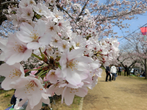 ワタシのこころもぱ～っと桜色