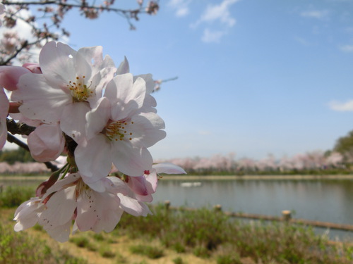 ワタシのこころもぱ～っと桜色