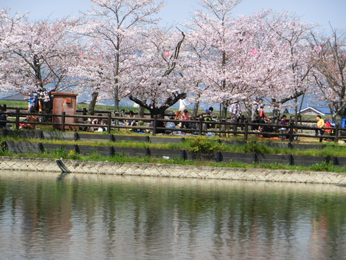 ワタシのこころもぱ～っと桜色