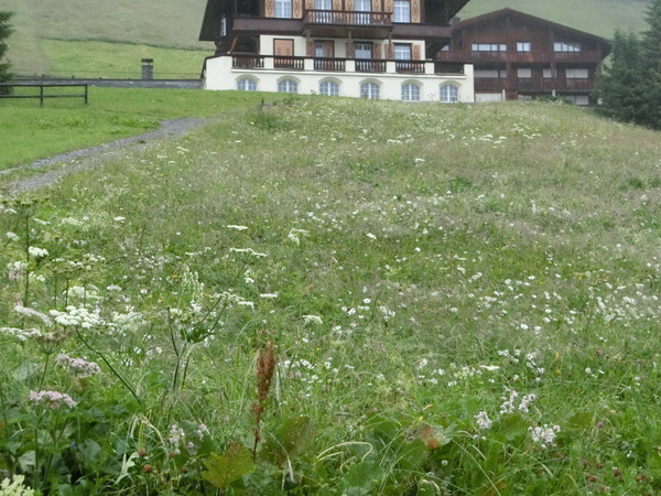スイスの旅だんだん興奮「ミューレンからメンリッヘン」