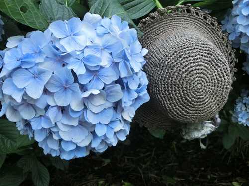 人の頭ほどあったアジサイの花