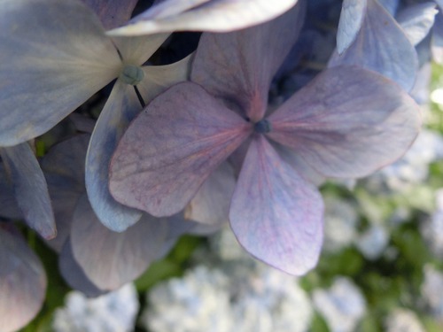 人の頭ほどあったアジサイの花