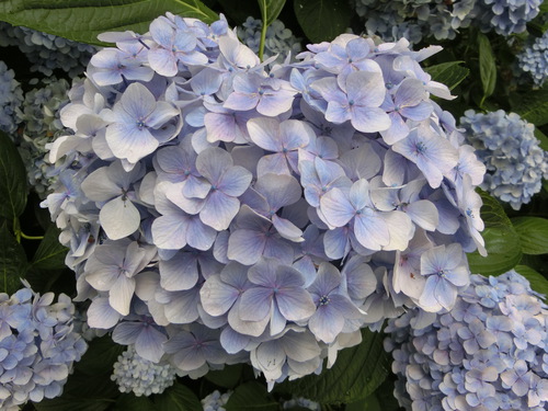 人の頭ほどあったアジサイの花