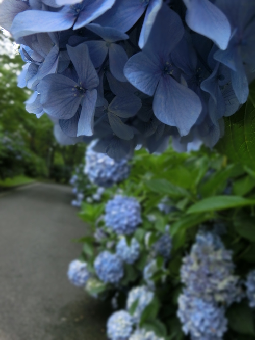 人の頭ほどあったアジサイの花