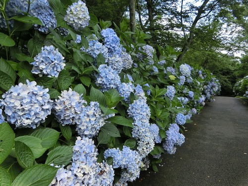 人の頭ほどあったアジサイの花