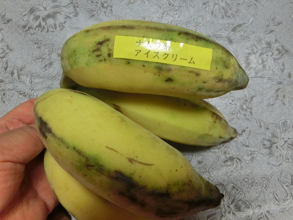 完熟の国産バナナが届く
