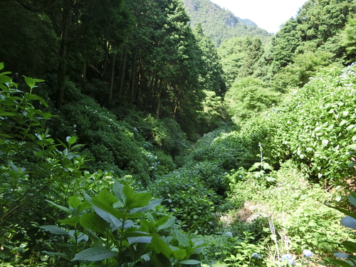 八十八庵のアジサイにつつまれて