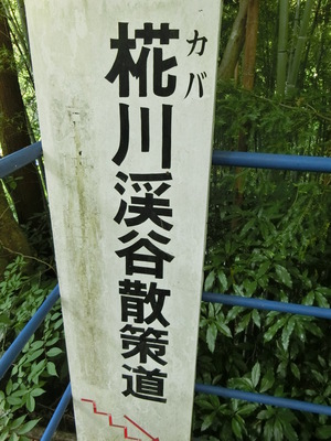 クマが出そうな散策道