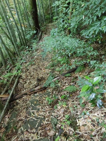 クマが出そうな散策道