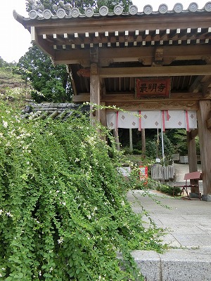 萩の花に酔う～～✿