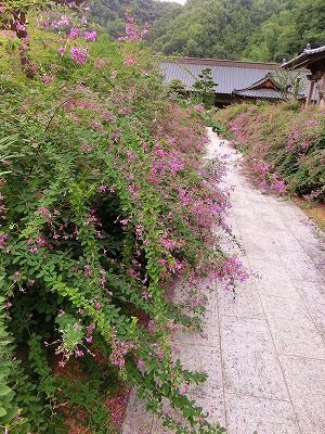 萩の花に酔う～～✿