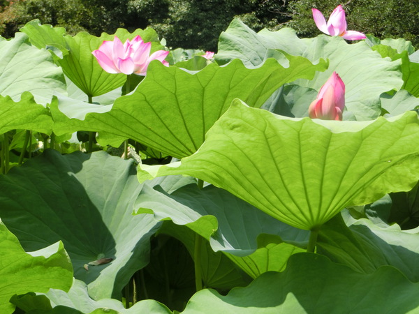 泥に咲く花