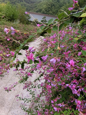 萩の花に酔う～～✿