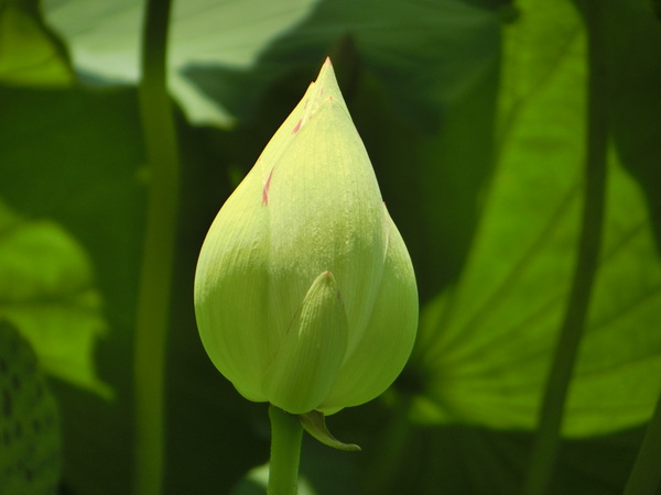 泥に咲く花