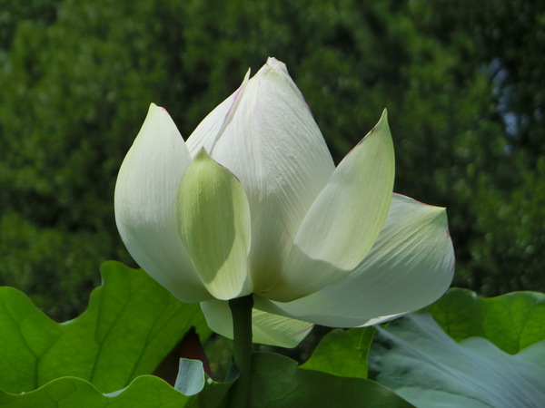泥に咲く花