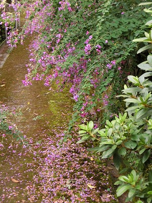 萩の花に酔う～～✿