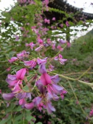萩の花に酔う～～✿