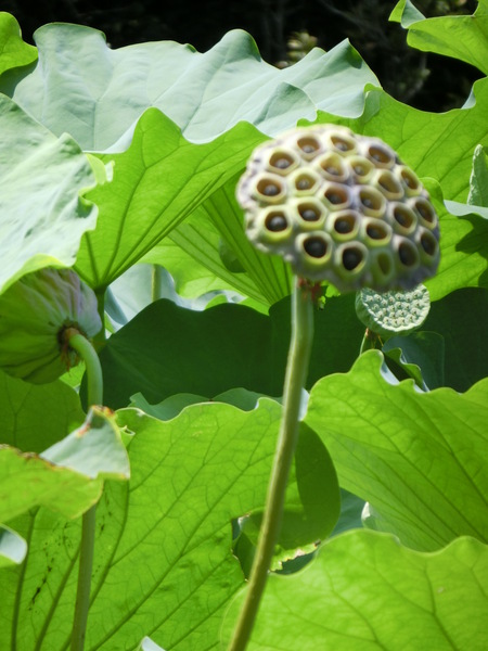 泥に咲く花