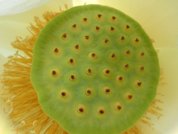 泥に咲く花