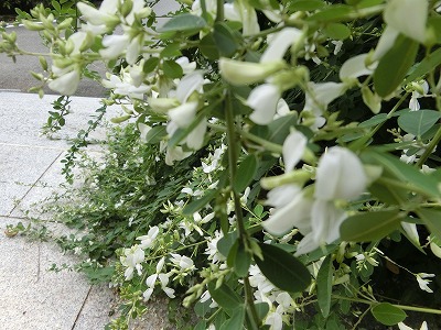 萩の花に酔う～～✿