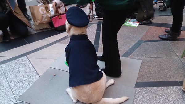 警察犬きな子ちゃん