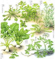 九州の七草粥を食べる。