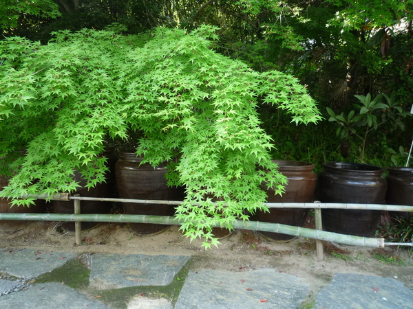 今日は八栗寺から四国村へ