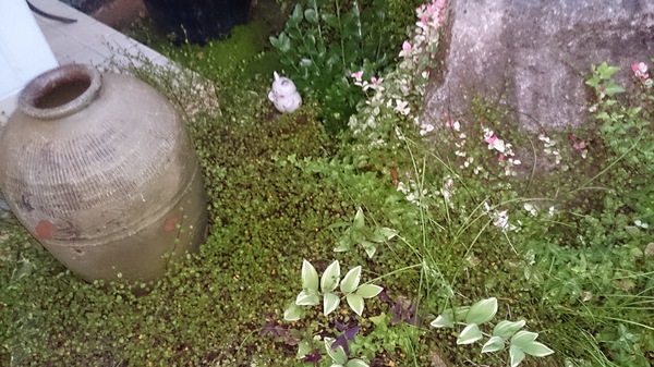 こんな朝もあった