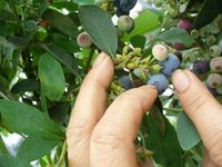 ブルーベリーの美味しい食べ方