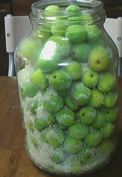 梅シロップを作ってます。