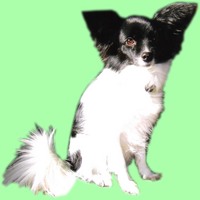 ウエルカム犬