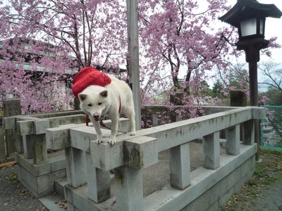 おもしろワンちゃん