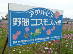 コスモス畑もそろそろ開花