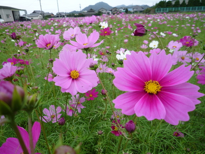 コスモス畑もそろそろ開花