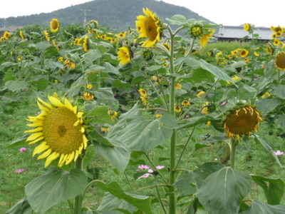 秋ひまわり