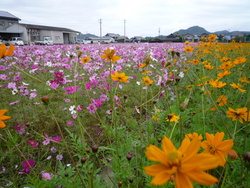 キバナ（黄花）コスモスも満開