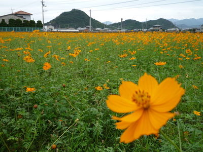 キバナ（黄花）コスモスも満開