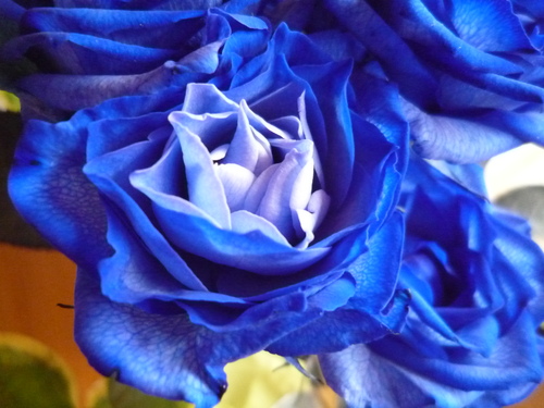 青い薔薇
