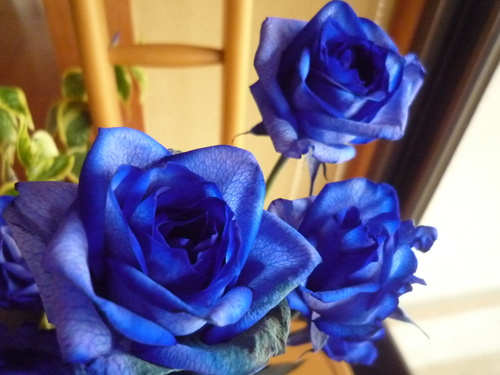 青い薔薇