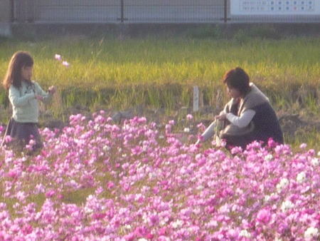 それからのコスモス
