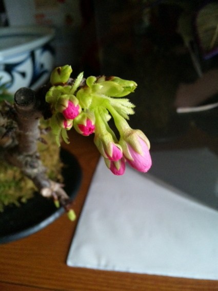 明日が開花？