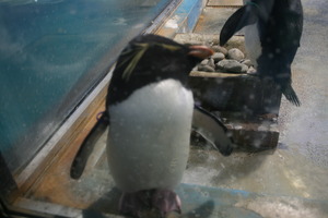長崎でペンギン