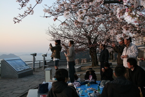 2日の屋島のお花見