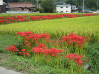 秋の実りと彼岸花