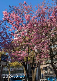 陽光桜には、澄んだ青空がよく似合う。