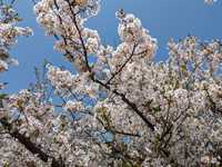4月17日、サンポートでは、まだ、桜が咲いていた。