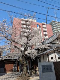 満開からひと月。