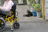 見守り猫　れんぢ君
