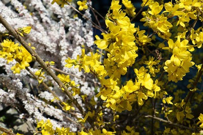 季節は春です　花＊はな　
